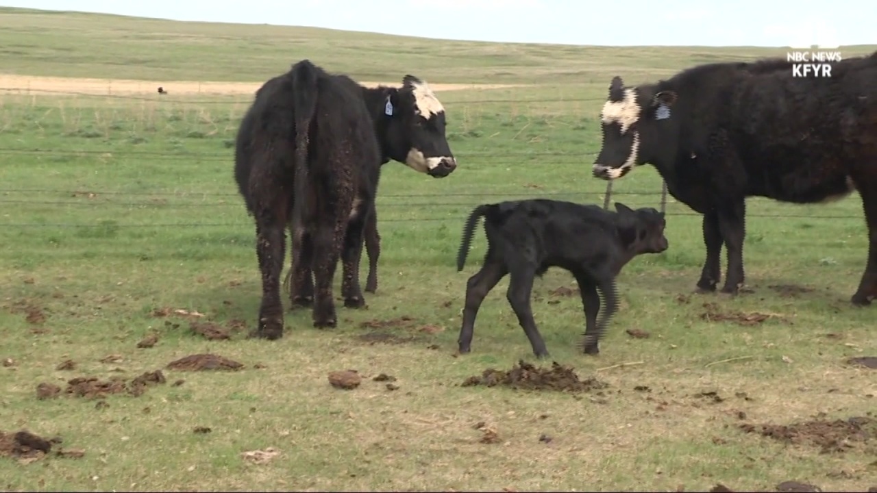 Calf born with 2 extra hind legs attached to neck